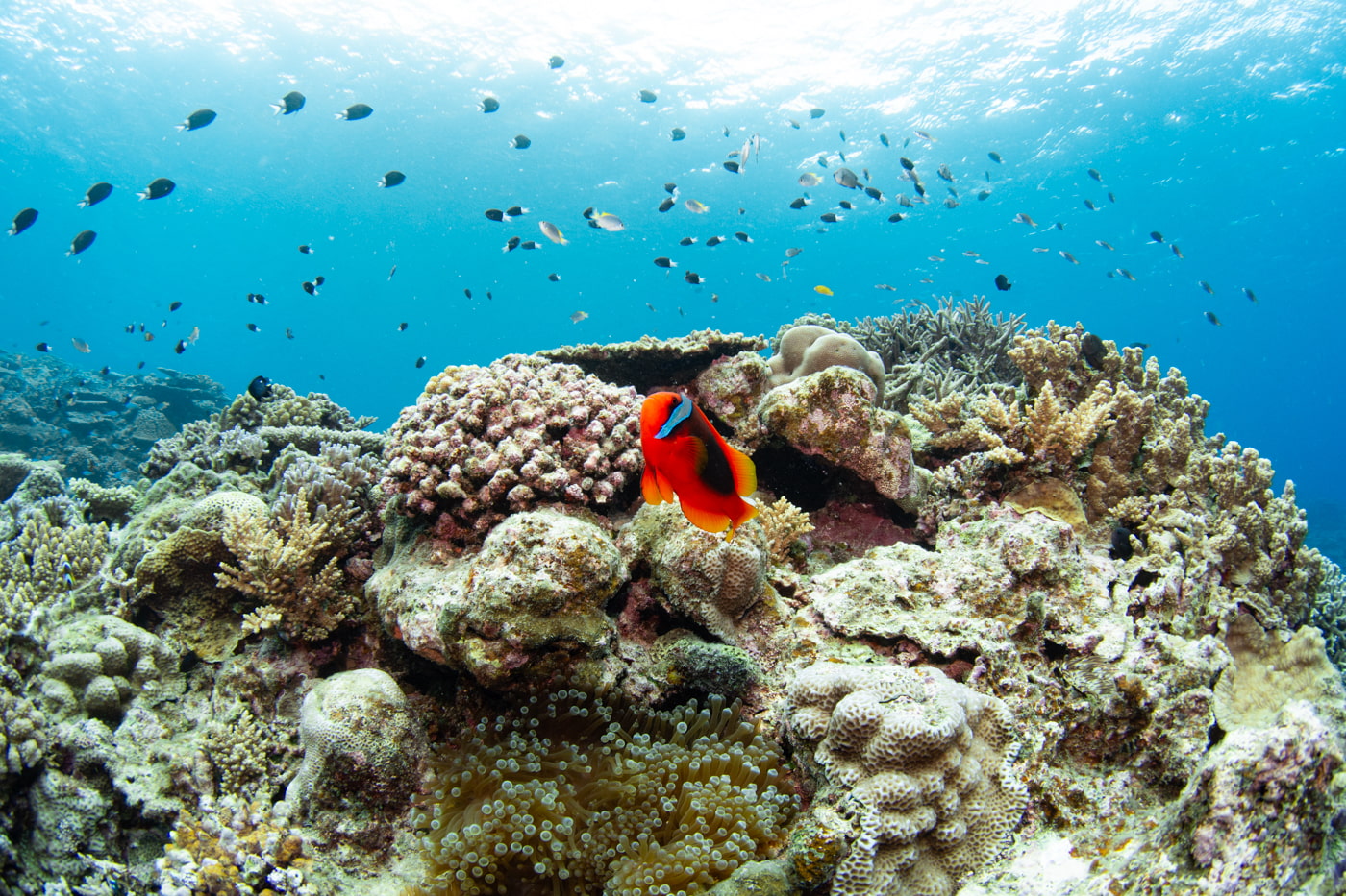 Clownfish