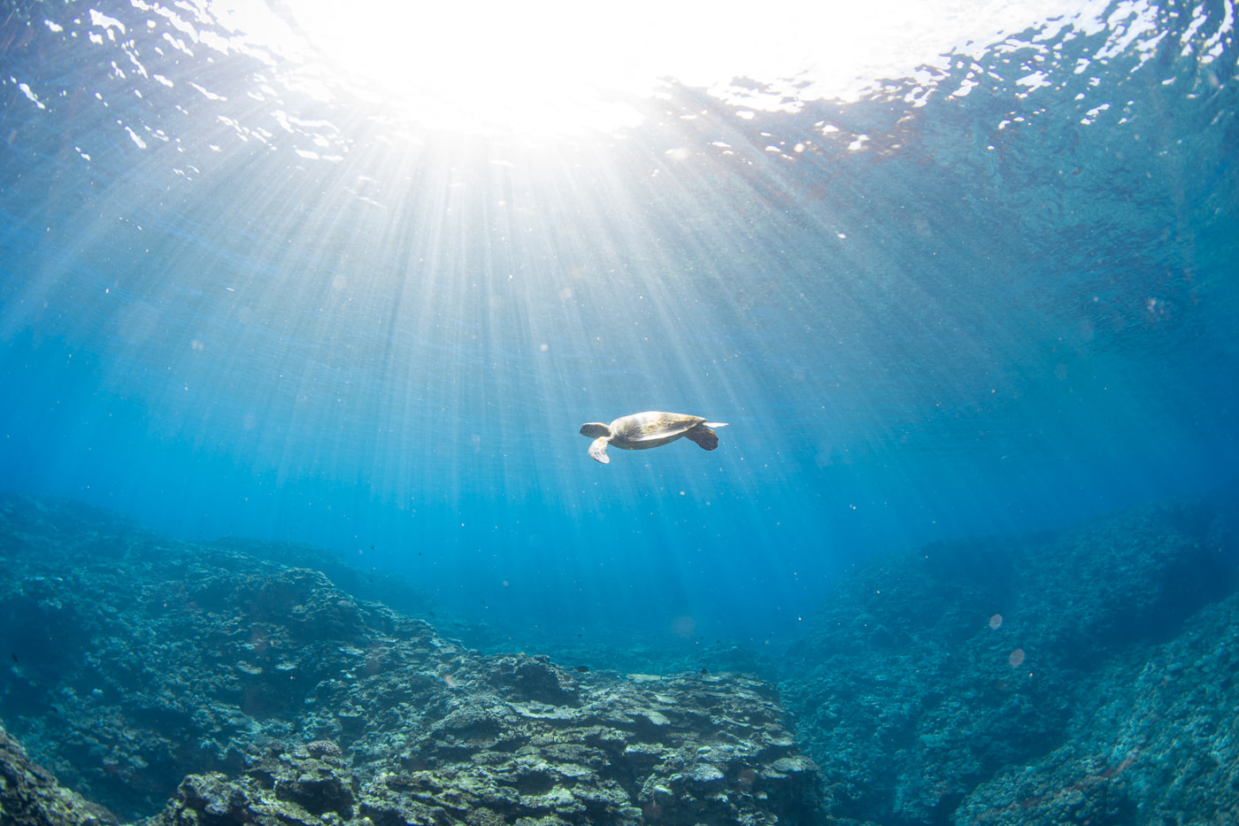 a green sea turtle
