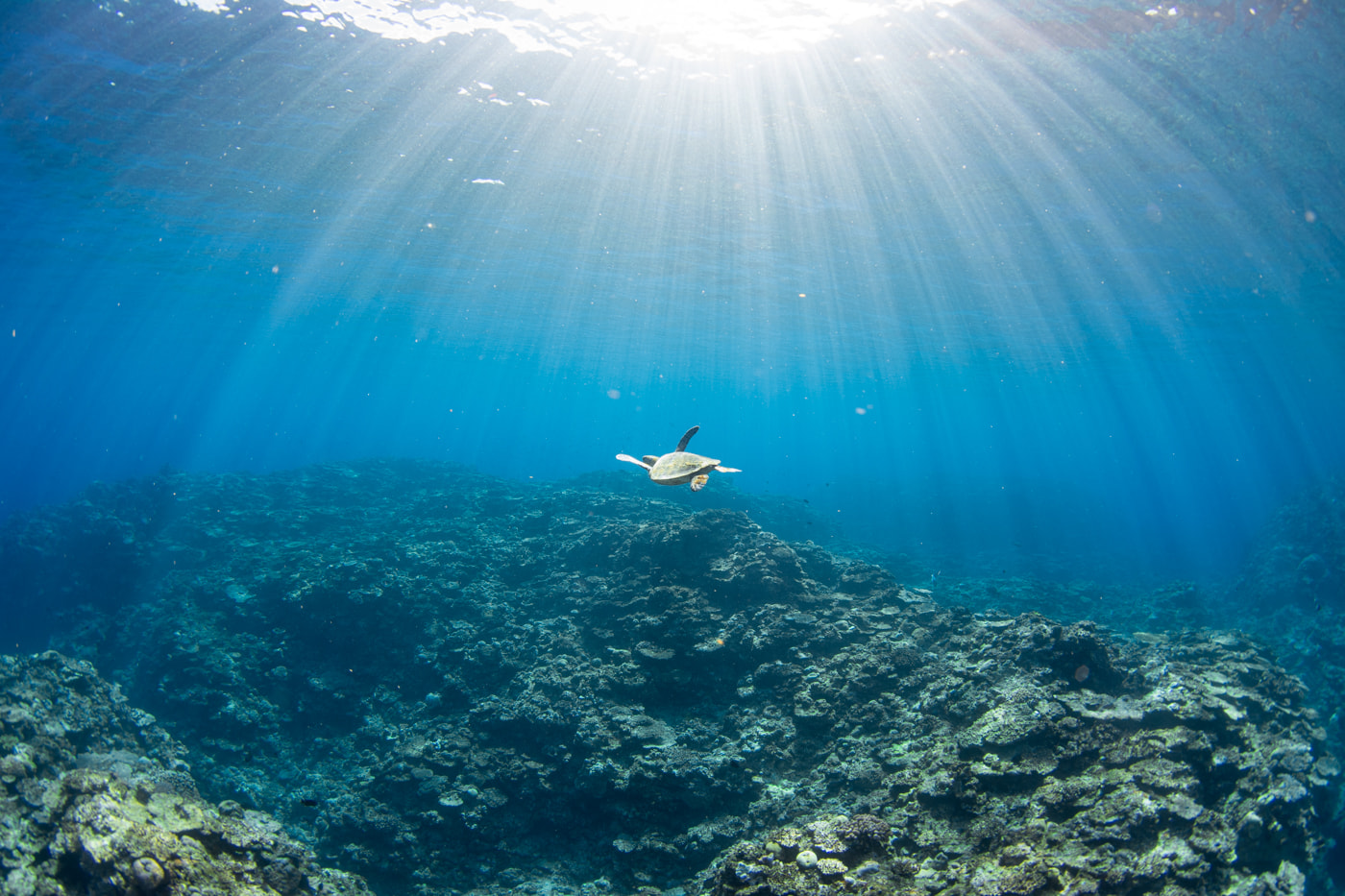 a green sea turtle