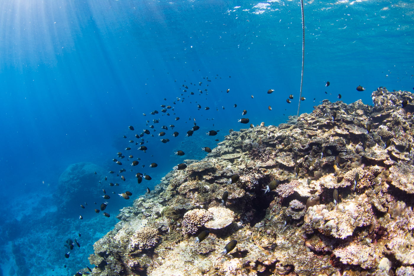 Underwater scenery
