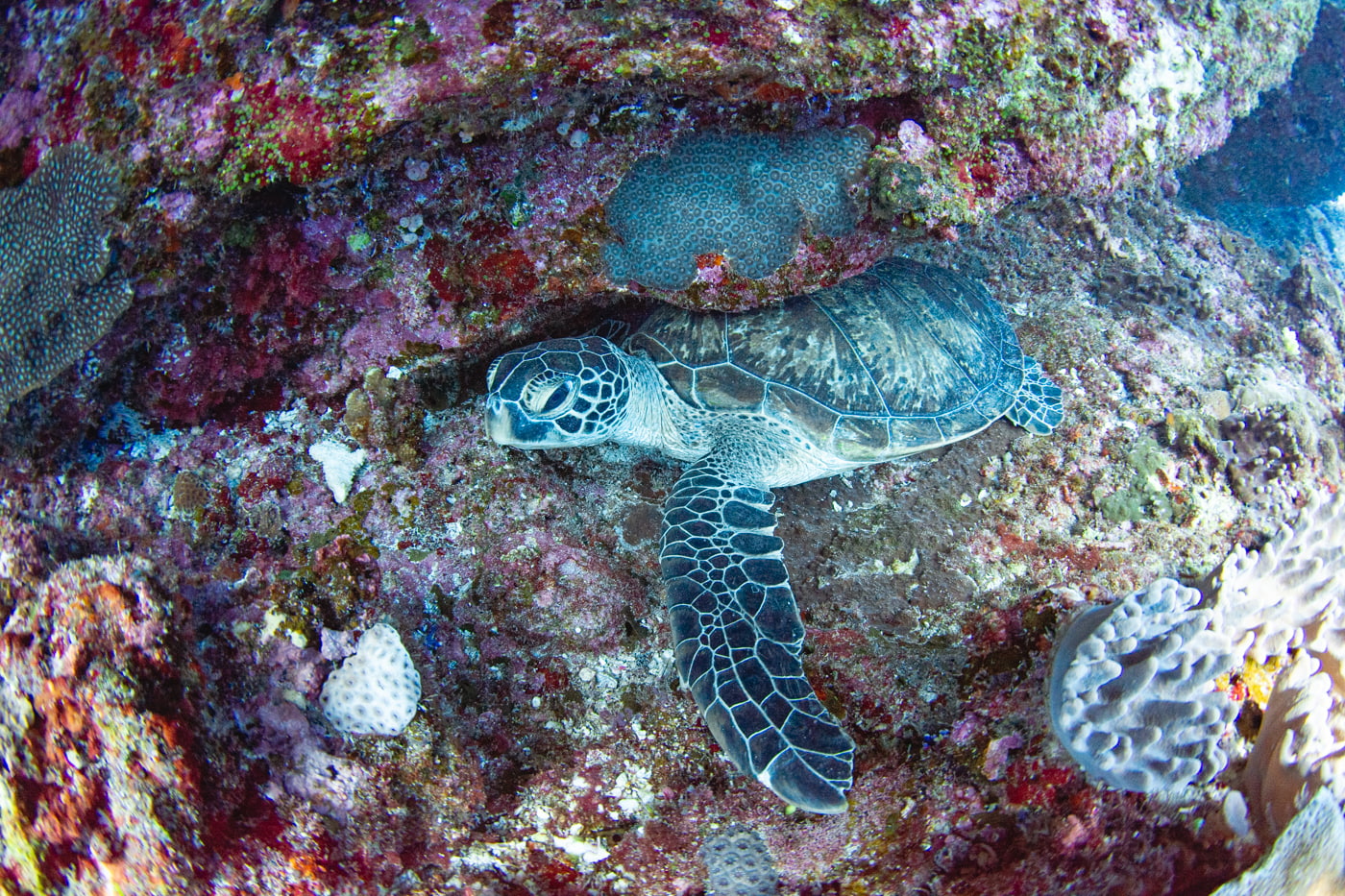 a green sea turtle